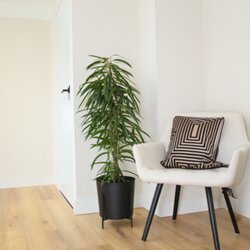 Zimmerpflanze Geigenpflanze Ficus Binnendiijkii Alii XL, Neutralware