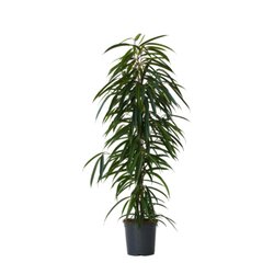 Neutralware 490025200 Geigenpflanze Ficus Binnendiijkii Alii XL 21cm