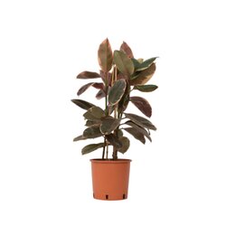 Neutralware 490029300 Gummibaum Ficus Elastica Belize 24cm