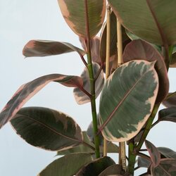 Zimmerpflanze Ficus Elastica Belize, Neutralware