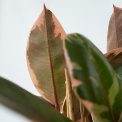 Zimmerpflanze Ficus Elastica Belize, Neutralware