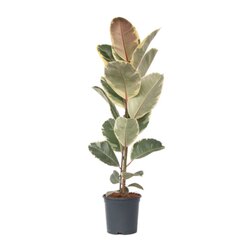 Neutralware 490030900 Gummibaum Ficus Elastica Tineke 24cm