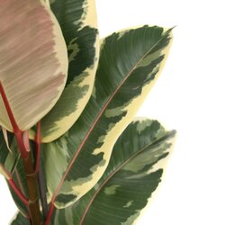 Zimmerpflanze Ficus Elastica Tineke, Neutralware