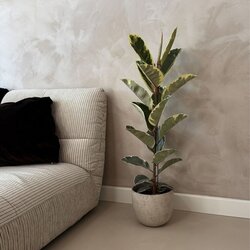 Zimmerpflanze Ficus Elastica Tineke, Neutralware