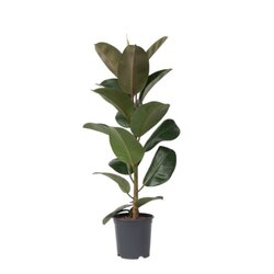 Neutralware 490030200 Gummibaum Ficus Elastica Robusta 24cm