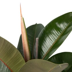 Zimmerpflanze Ficus Elastica Robusta, Neutralware