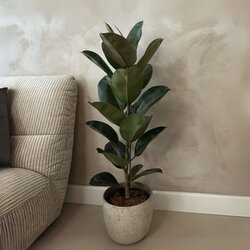 Zimmerpflanze Ficus Elastica Robusta, Neutralware