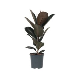 Neutralware 490029100 Gummibaum Ficus Elastica Abidjan 24cm