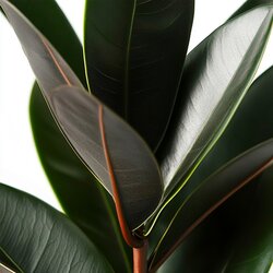 Zimmerpflanze Ficus Elastica Abidjan, Neutralware