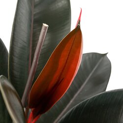 Zimmerpflanze Ficus Elastica Abidjan, Neutralware