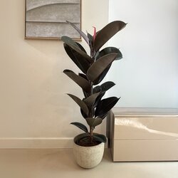 Zimmerpflanze Ficus Elastica Abidjan, Neutralware