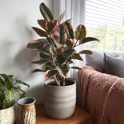 Zimmerpflanze Ficus Elastica Belize, Neutralware