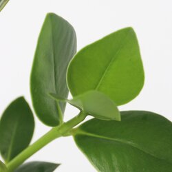 Zimmerpflanze Balsamapfel Clusia Hydrophonics, Neutralware