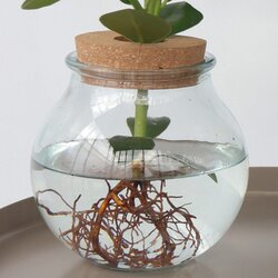 Zimmerpflanze Balsamapfel Clusia Hydrophonics, Neutralware