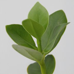 Zimmerpflanze Balsamapfel Clusia Hydrophonics, Neutralware