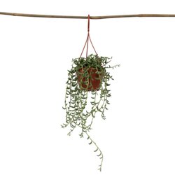 Neutralware 490030500 Bananenschnur Senecio 12cm