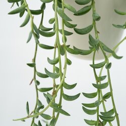 Zimmerpflanze Senecio String of Bananas, Neutralware