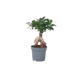 Neutralware 490029900 Bonsaibaum Ficus Ginseng 12cm