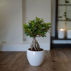 Zimmerpflanze Ficus Ginseng Japanischer Bonsai, Neutralware