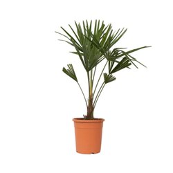 Neutralware 490027100 Chinesische Hanfpalme XL Trachycarpus Fortunei 21cm