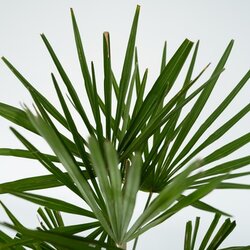 Zimmerpflanze Asiatische Windmühlenpalme Trachycarpus fortunei XL, Neutralware