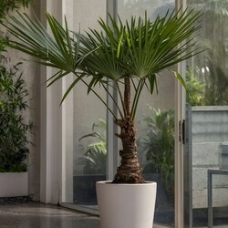 Zimmerpflanze Asiatische Windmühlenpalme Trachycarpus fortunei XL, Neutralware