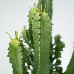 Zimmerpflanze Euphorbia Cowboy Cactus, Neutralware