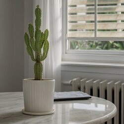 Zimmerpflanze Euphorbia Cowboy Cactus, Neutralware