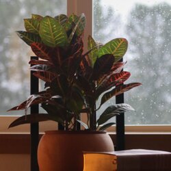 Zimmerpflanze Croton Codiaeum Mrs. Iceton, Neutralware