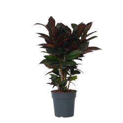 Neutralware 490028700 Croton Wunderstrauch Codiaeum Mrs. Iceton 19cm