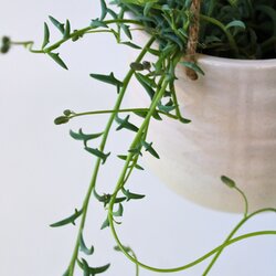 Zimmerpflanze Senecio String of Dolphins, Neutralware