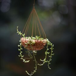Zimmerpflanze Senecio String of Dolphins, Neutralware