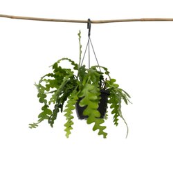 Zimmerpflanze Epiphyllum anguliger Sägeblattkaktus, Neutralware