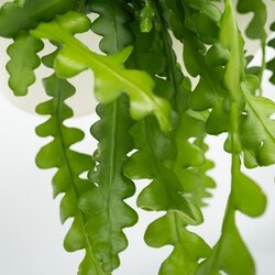 Neutralware 490025100 Sägeblattkaktus Epiphyllum Anguliger 15cm