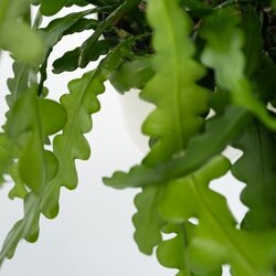 Zimmerpflanze Epiphyllum anguliger Sägeblattkaktus, Neutralware