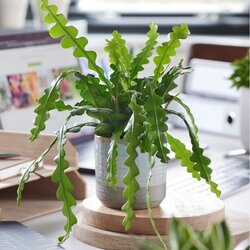 Zimmerpflanze Epiphyllum anguliger Sägeblattkaktus, Neutralware