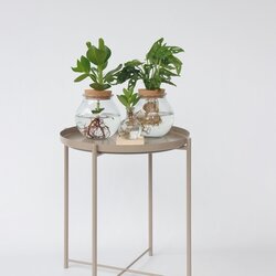 Zimmerpflanze Monstera Adansonii Monkey Mask Hydrophonics, Neutralware