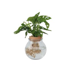 Neutralware 490026400 Fensterblatt Monstera Adansonii Glasvase 20cm