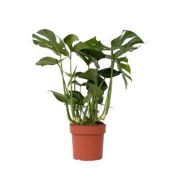 Neutralware 490030300 Fensterblatt Monstera Deliciosa 21cm