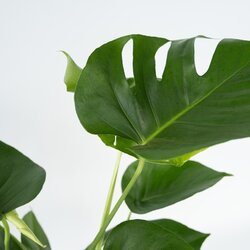 Zimmerpflanze Monstera Deliciosa, Neutralware