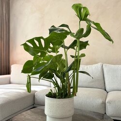 Zimmerpflanze Monstera Deliciosa, Neutralware