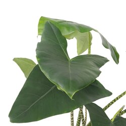 Zimmerpflanze XXL Alocasia Zebrina, Neutralware