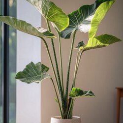 Zimmerpflanze XXL Alocasia Zebrina, Neutralware