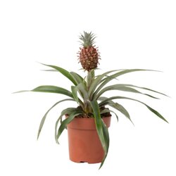 Neutralware 490032400 Ananaspflanze Ananas mi Amigo 12cm