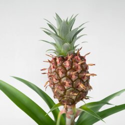 Zimmerpflanze Ananas mi Amigo, Neutralware