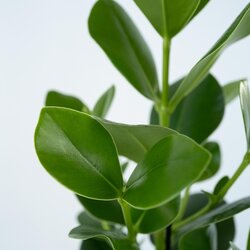 Zimmerpflanze XL Clusia Rosea Prinzessin, Neutralware