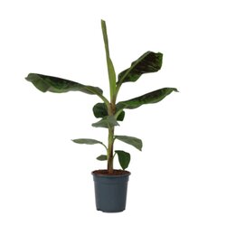 Neutralware 490032100 Bananenpflanze XL Musa Cavendish 21cm