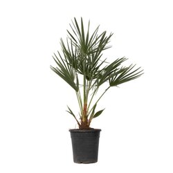 Neutralware 490031700 Europäische Zwergpalme XL Chamaerops Humilis 21cm