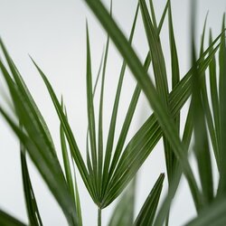 Pflanze XL Europäische Zwergpalme Chamaerops humilis, Neutralware
