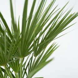Pflanze XL Europäische Zwergpalme Chamaerops humilis, Neutralware